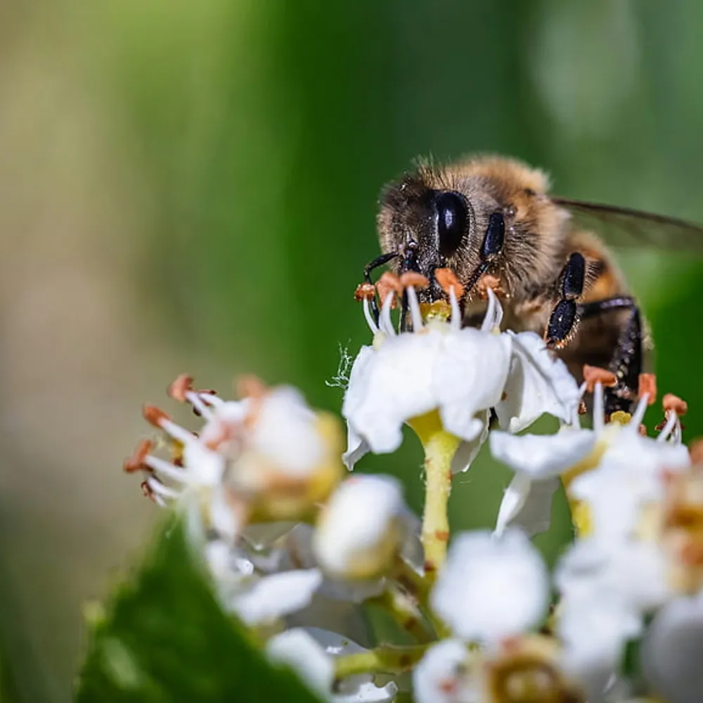 C'hwezh an deiz, 13 Avril 2026