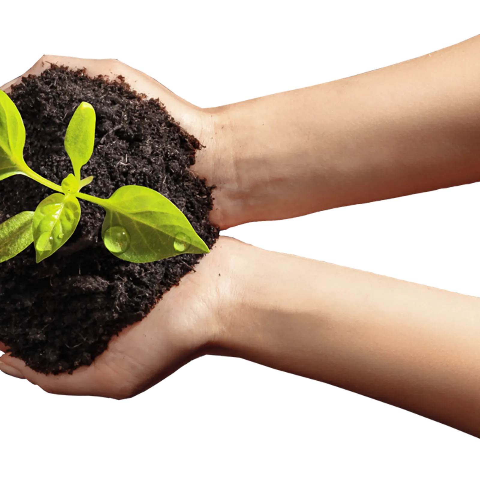 Ur stourm enep ur grezein koñvers e Pleuwigner