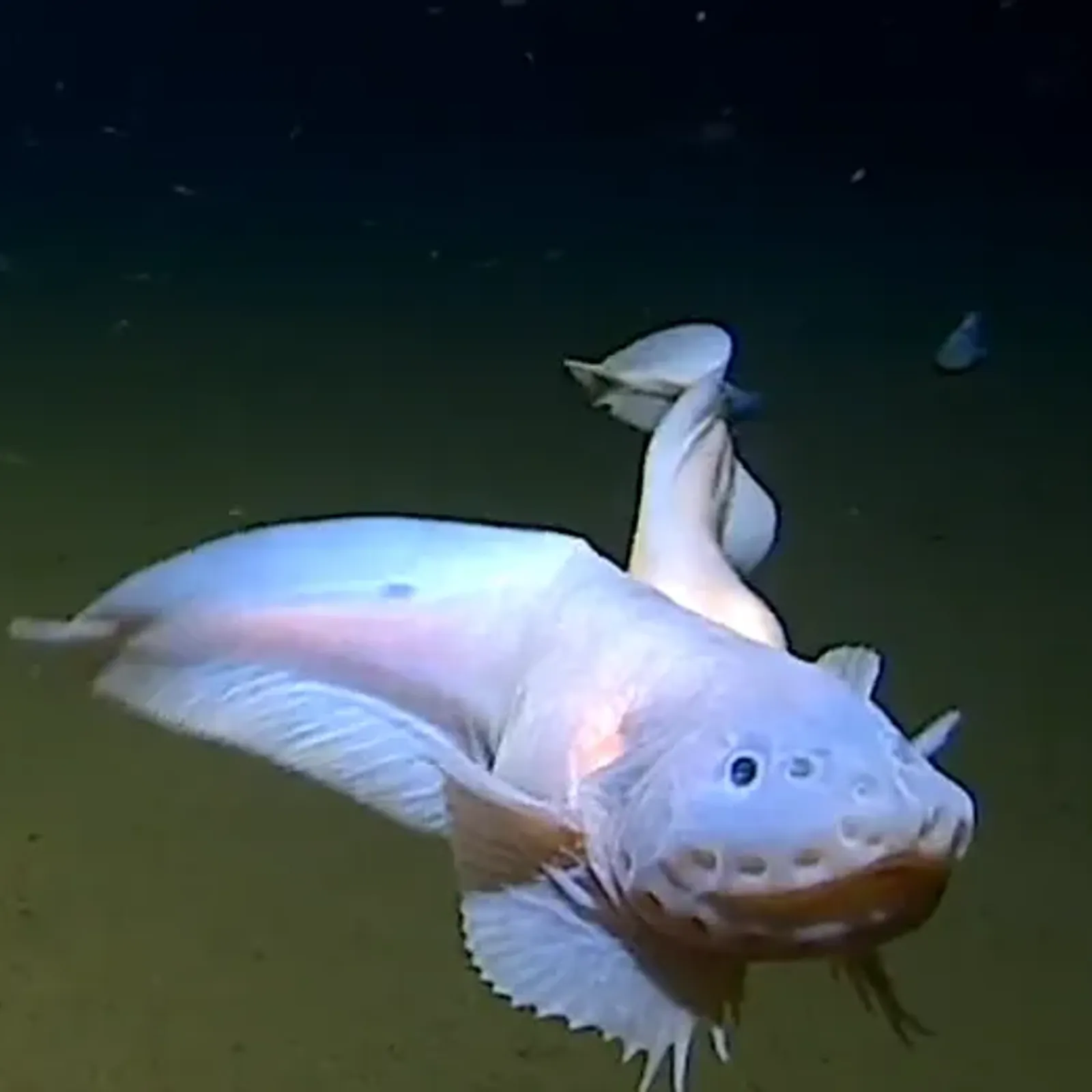 Les poissons des abysses