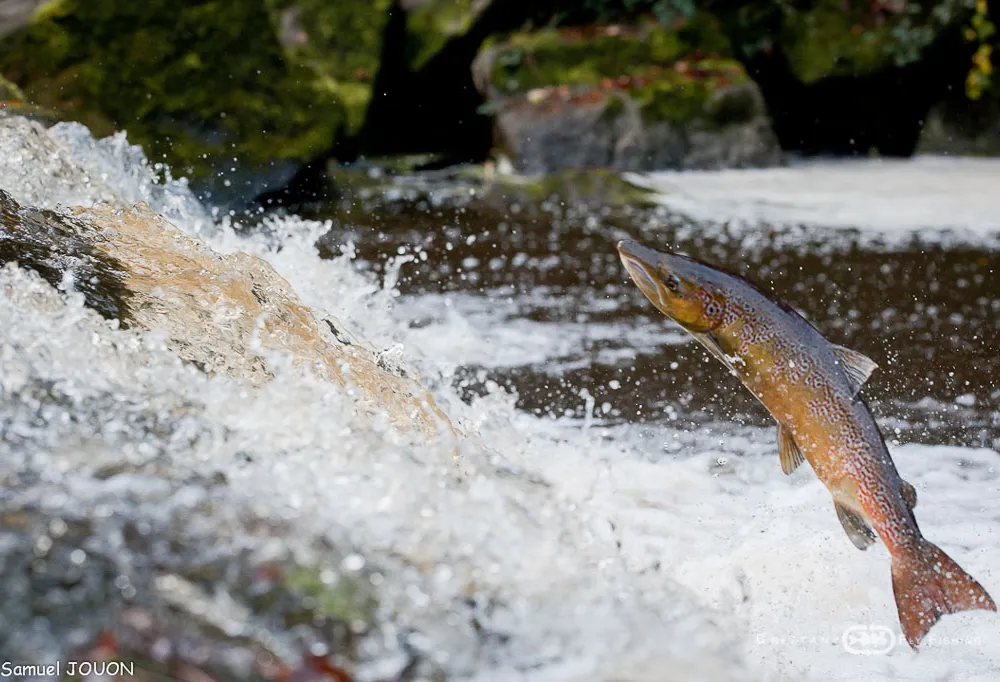Saumon atlantique, chronique d'une disparition annoncée ? 02