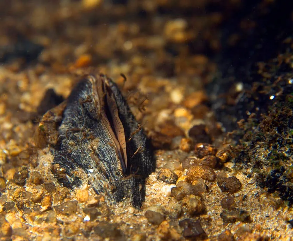 Itinérance RKB, Eau et environnement en direct de Brasparts