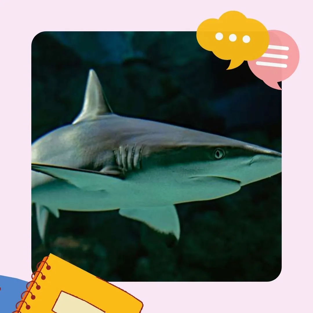 Devinez l'animal 2-2