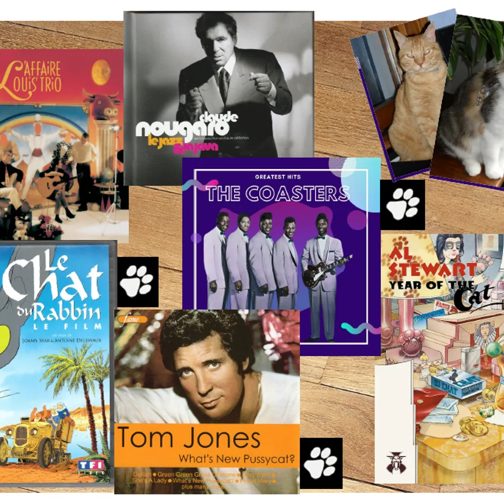 Les chats en toute humanité... 