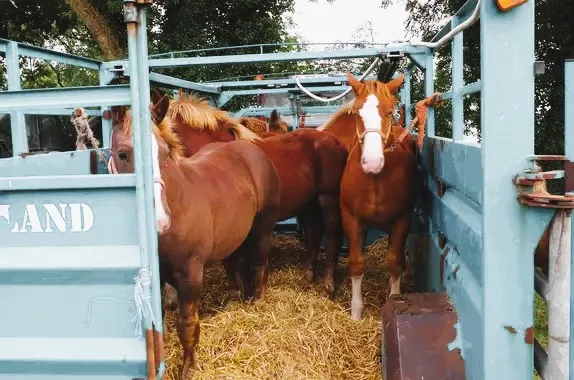 Avel em fenn - Yaou 21 a viz Gwengolo