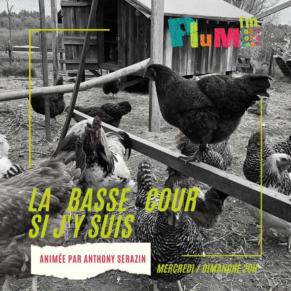 La basse cour si j'y suis 