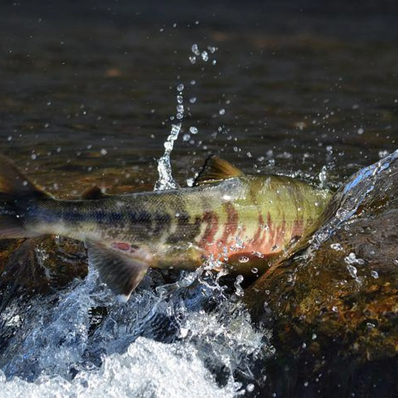 Pollution de l'eau par les pesticides (3/4) : Les conséquences sur l'environnement des cours d'eau