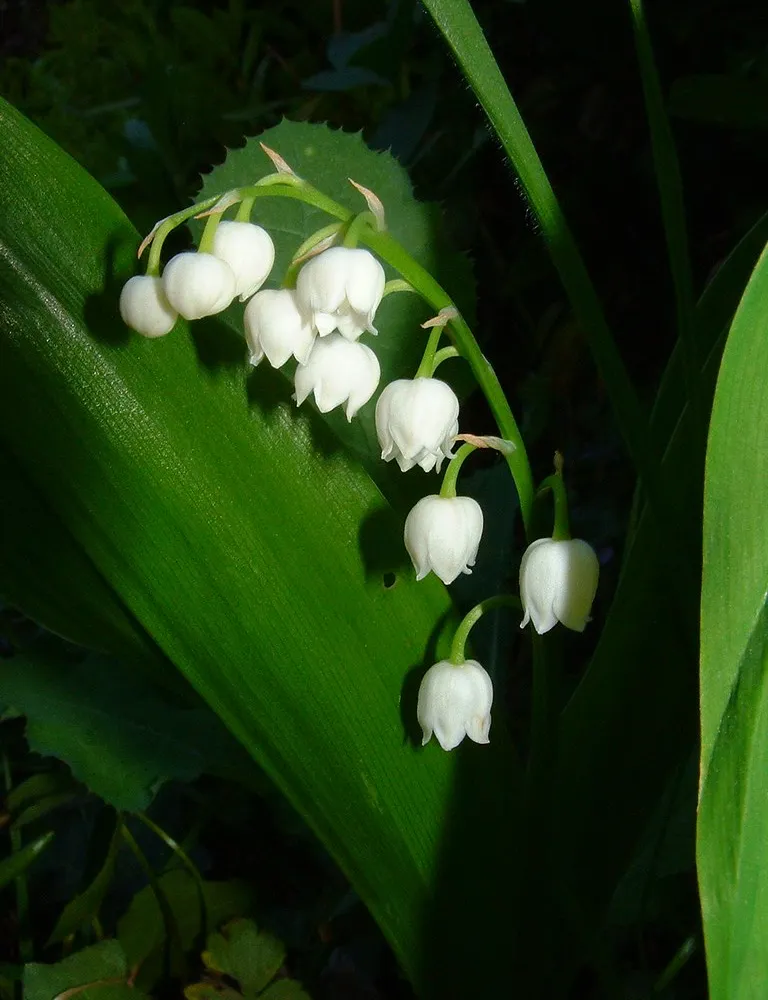 Trezolieù Kreiz Mintin : plantes et jardin