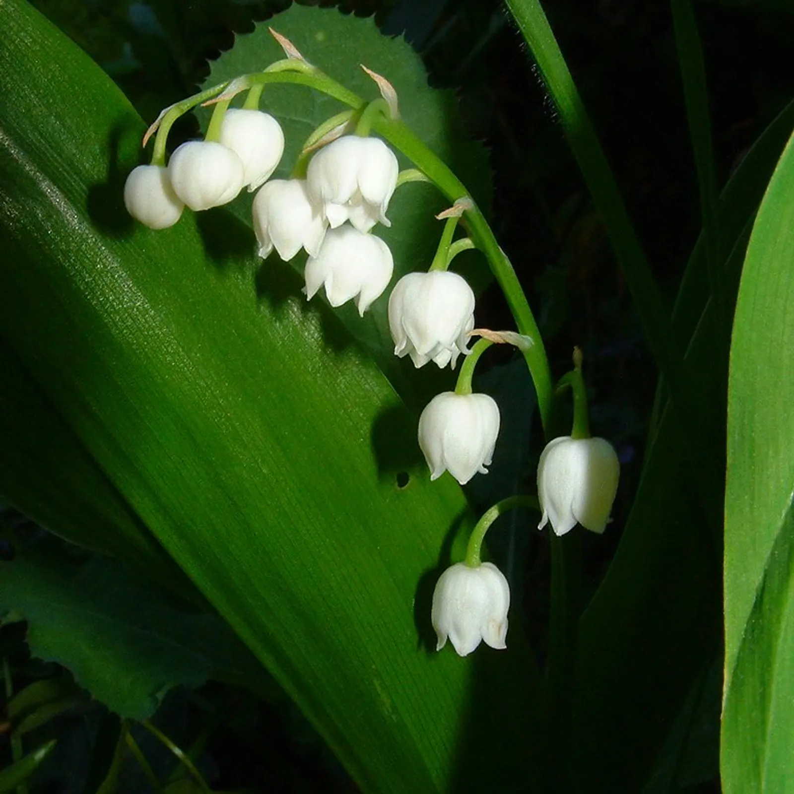 Trezolieù Kreiz Mintin : plantes et jardin