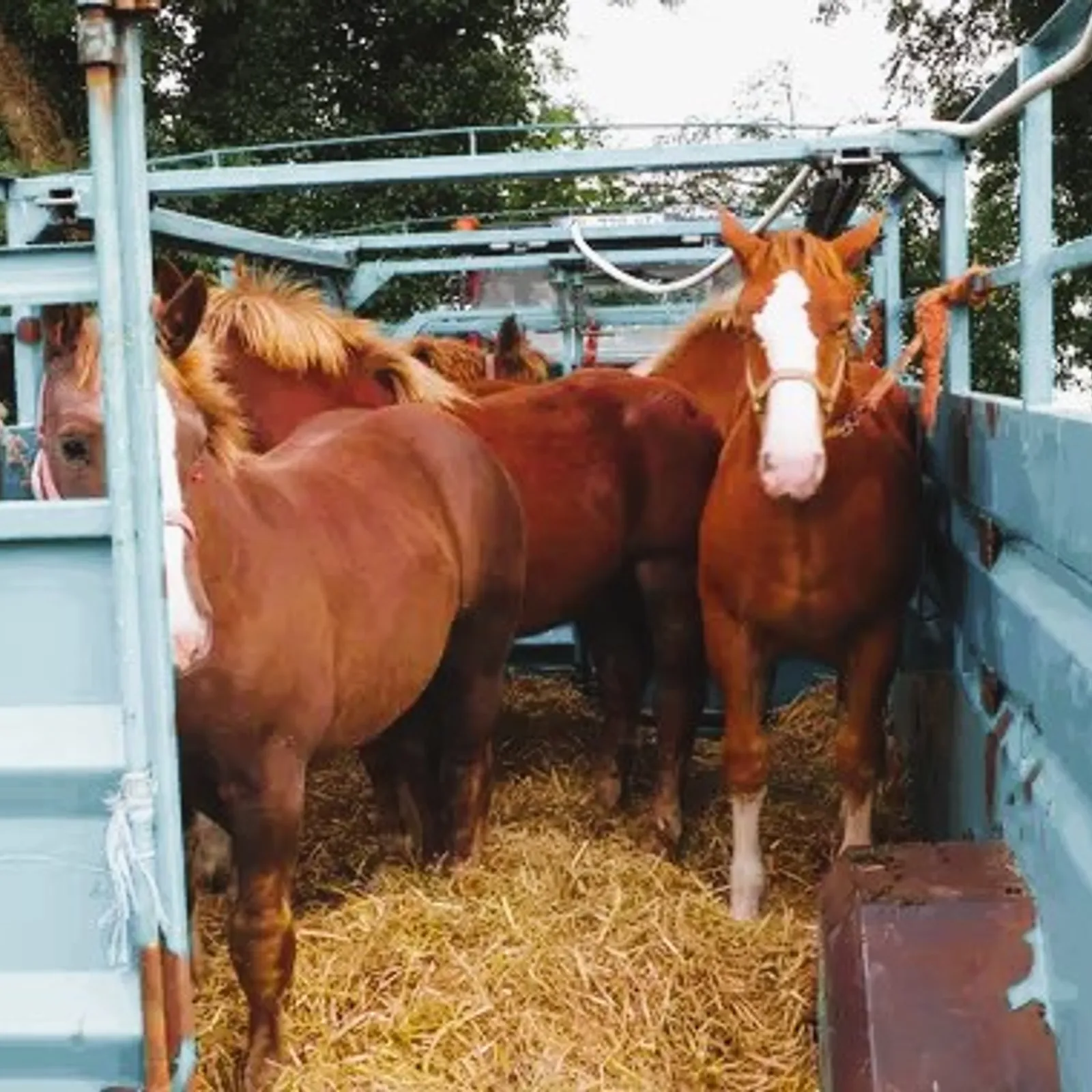  E-kreiz Foar gezeg Bulad ! 