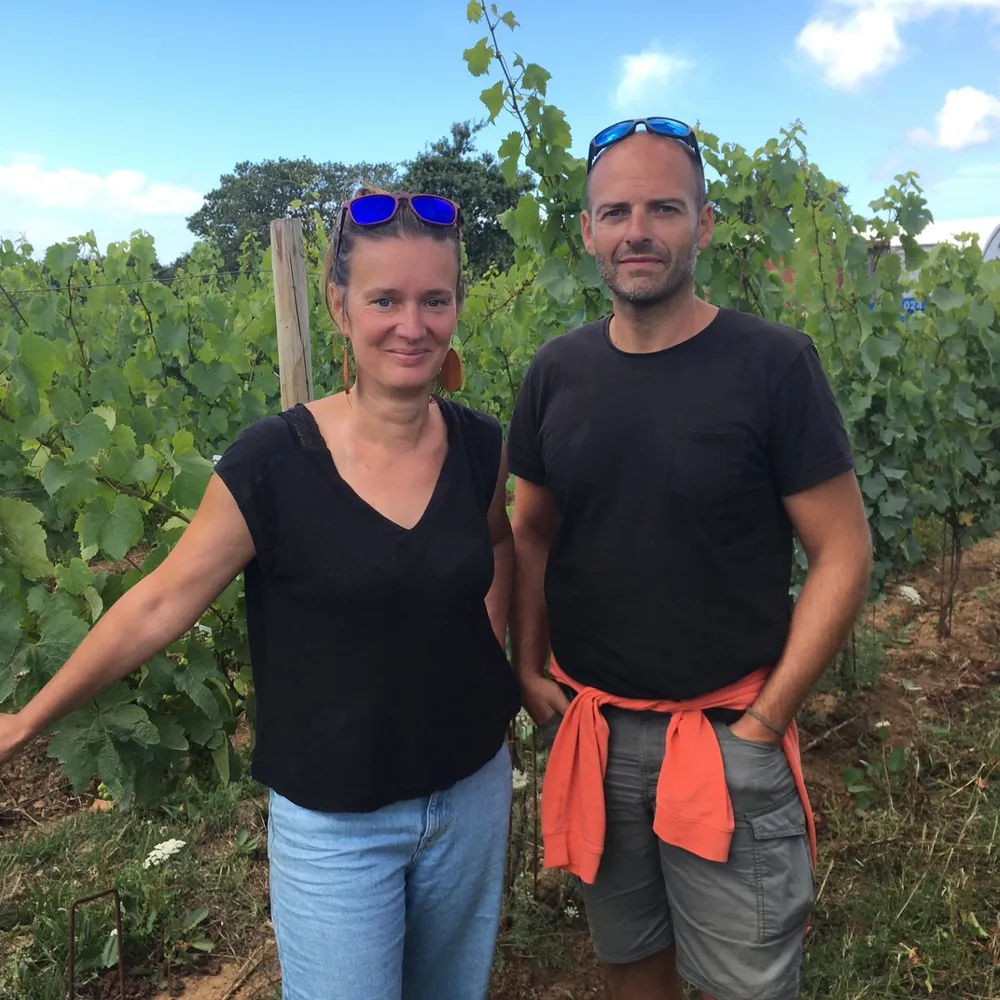 La vigne de retour à Sarzeau