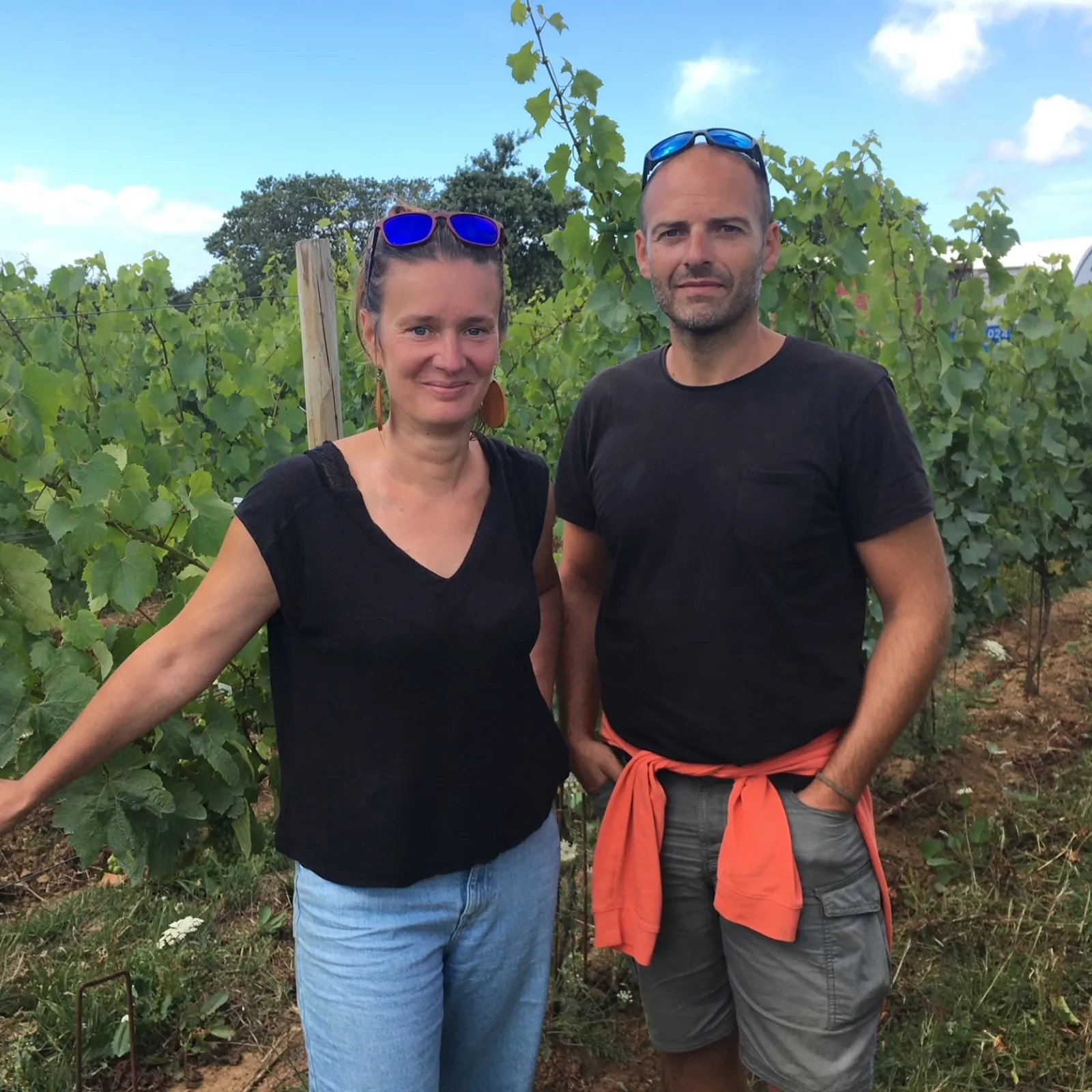 La vigne de retour à Sarzeau