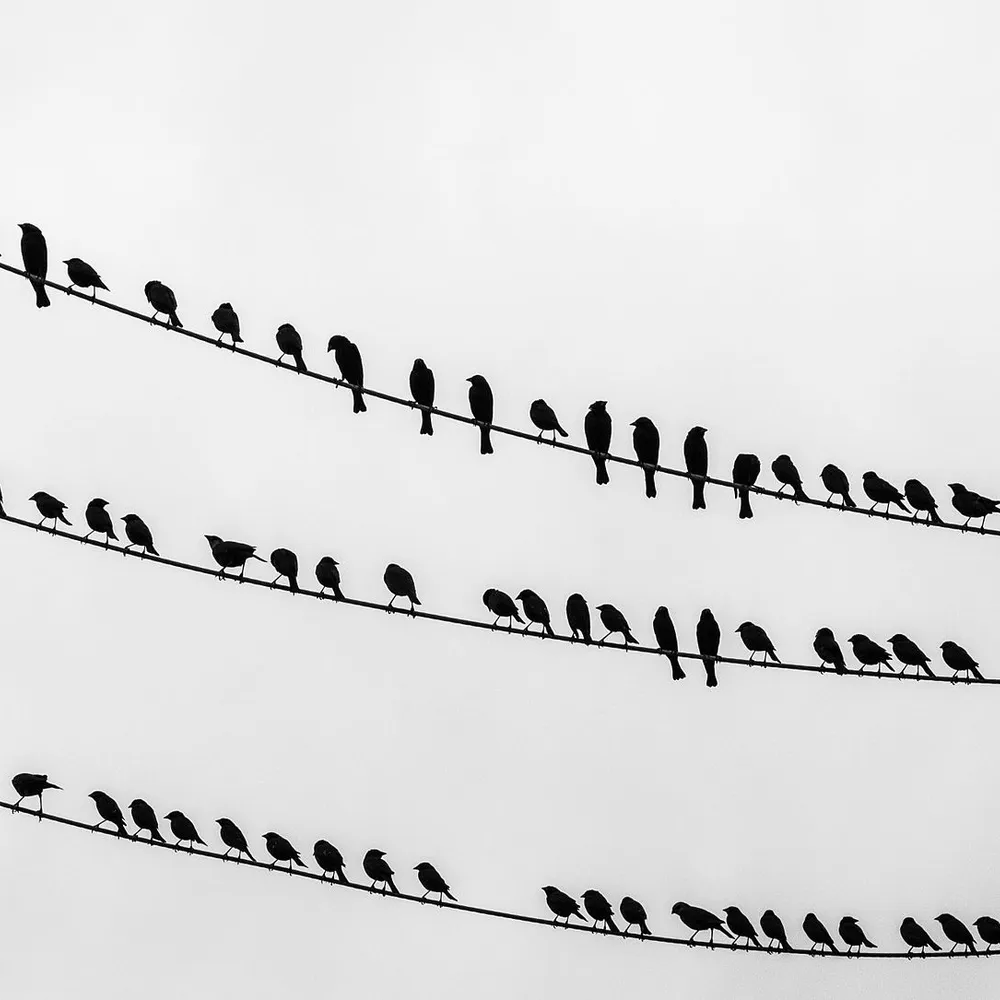 Le Chant de l'Alouette #28