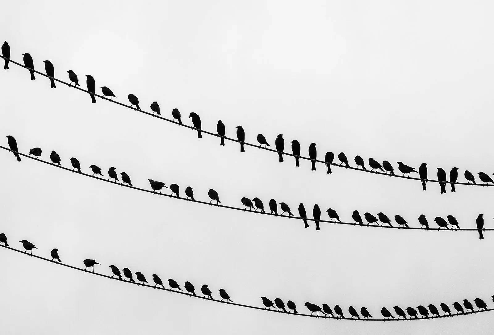 Le Chant de l'Alouette #28