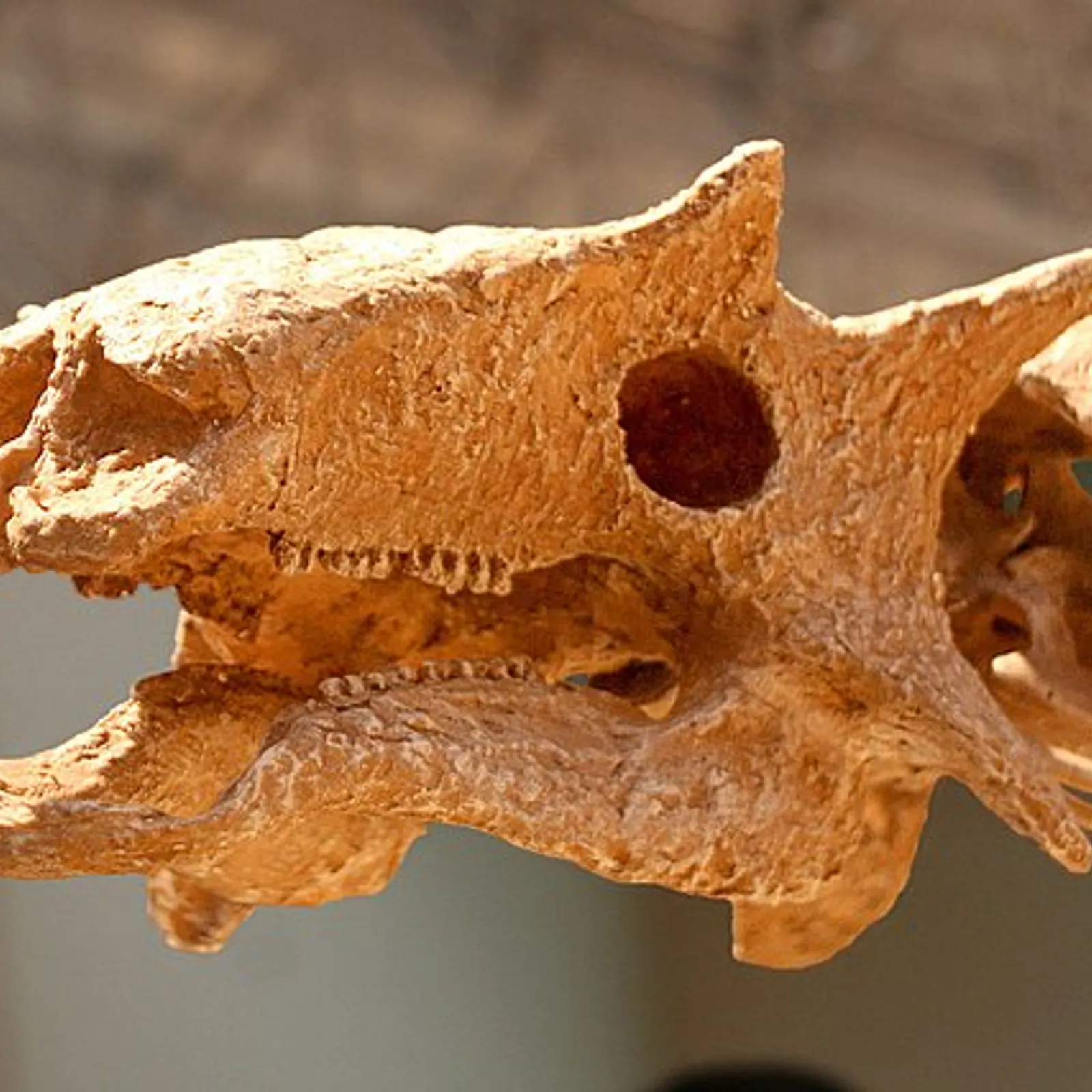 Les cris des dinosaures 