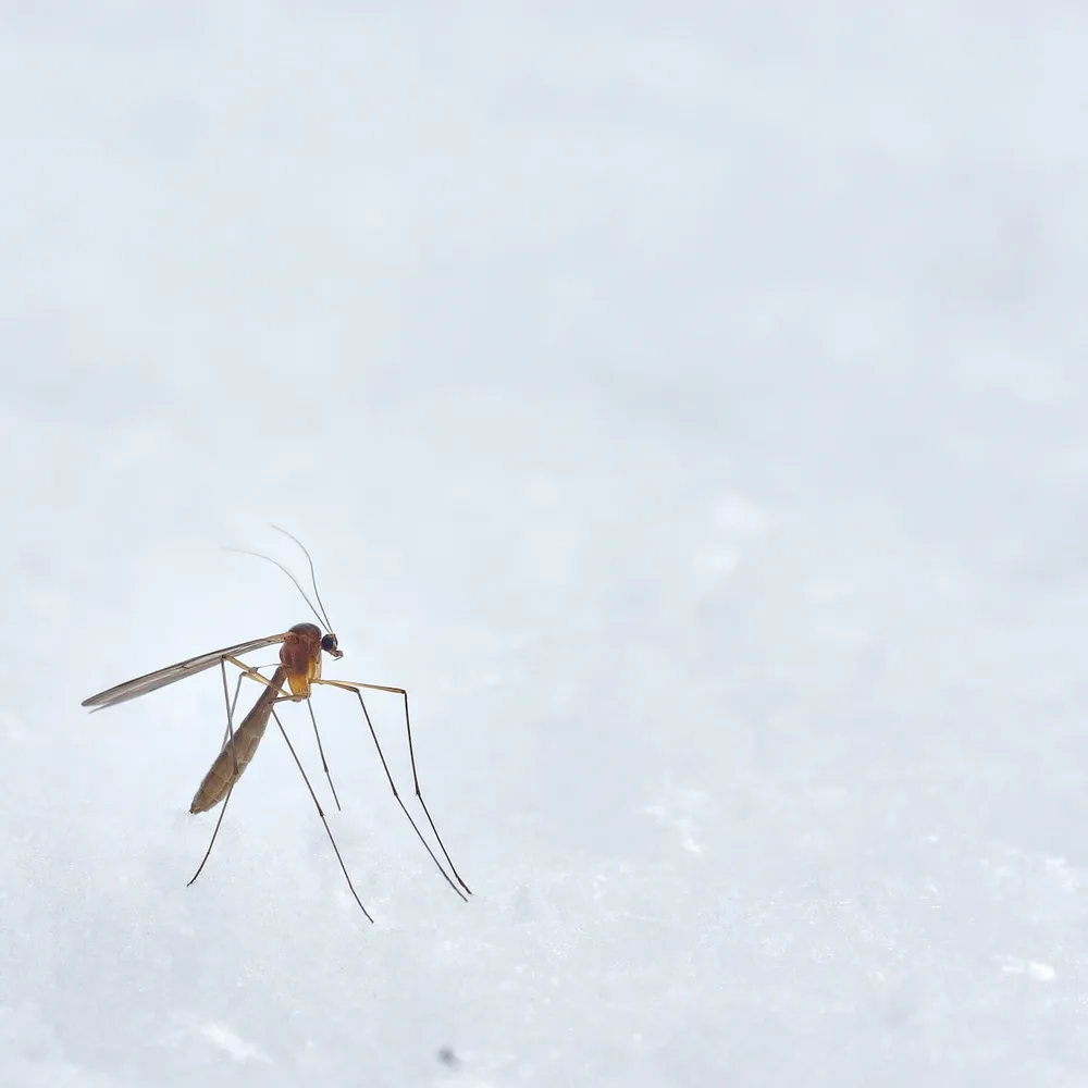 2min pour comprendre qui est attaqué par les moustiques