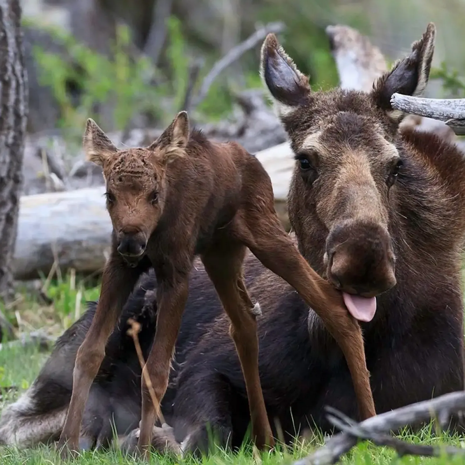 Tavarn Kreiz Mintin - Live ! 17/10/2024