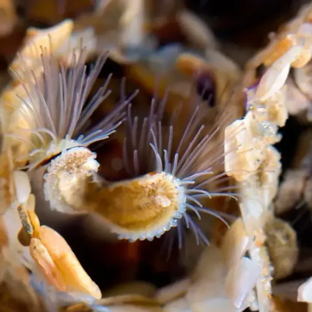 Les hermelles, des vers marins qui construisent des hectares de récifs