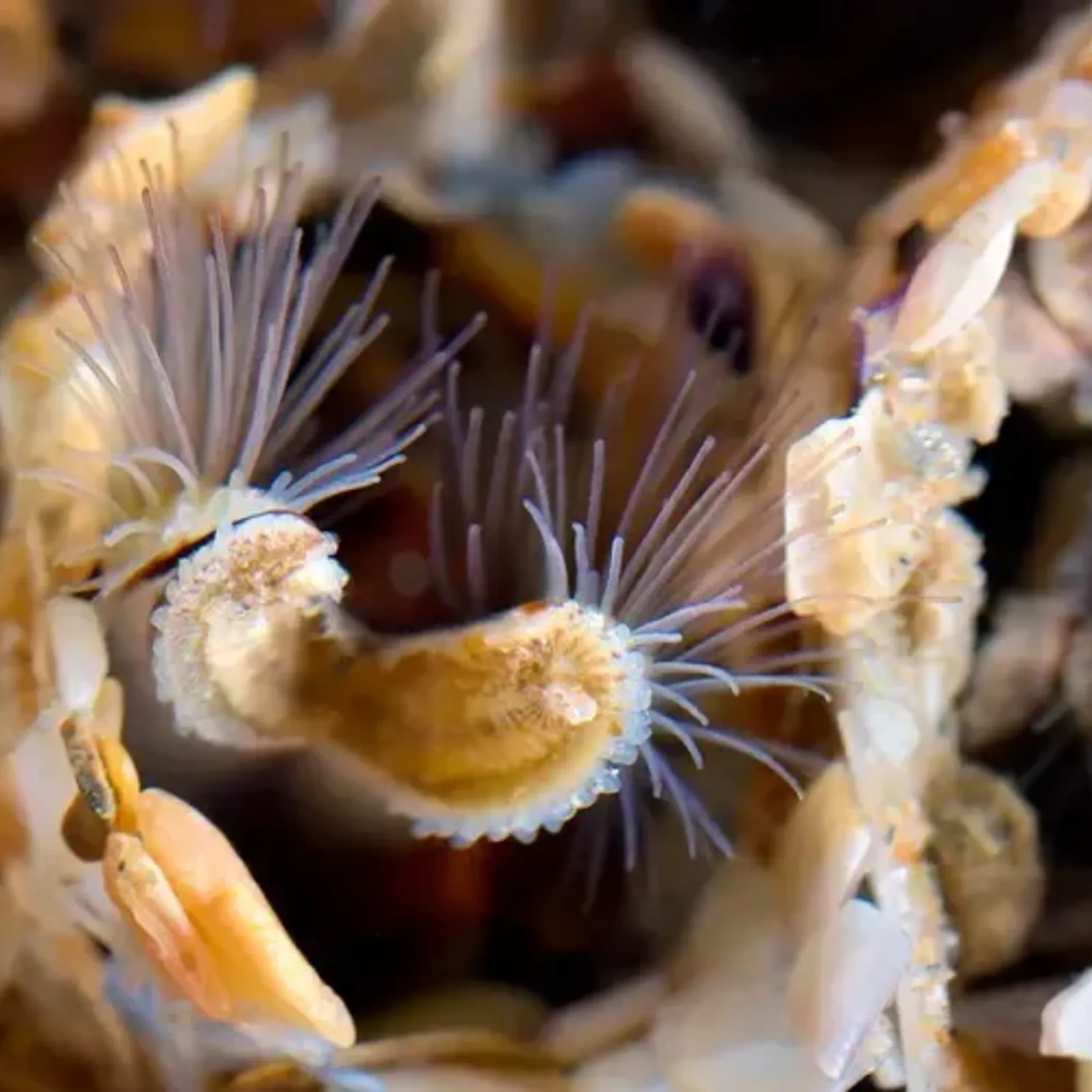 Les hermelles, des vers marins qui construisent des hectares de récifs