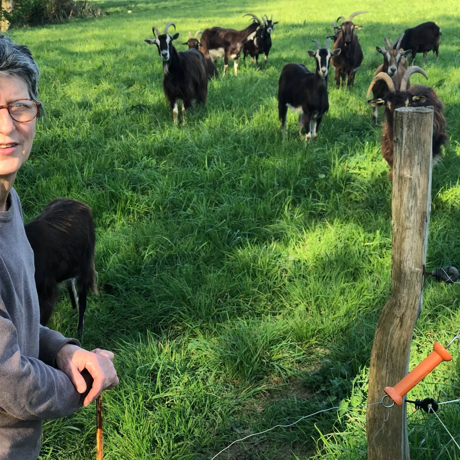 Lanmeur, petite ferme viable versus agrandissement? L'exemple de la ferme de Kernevez
