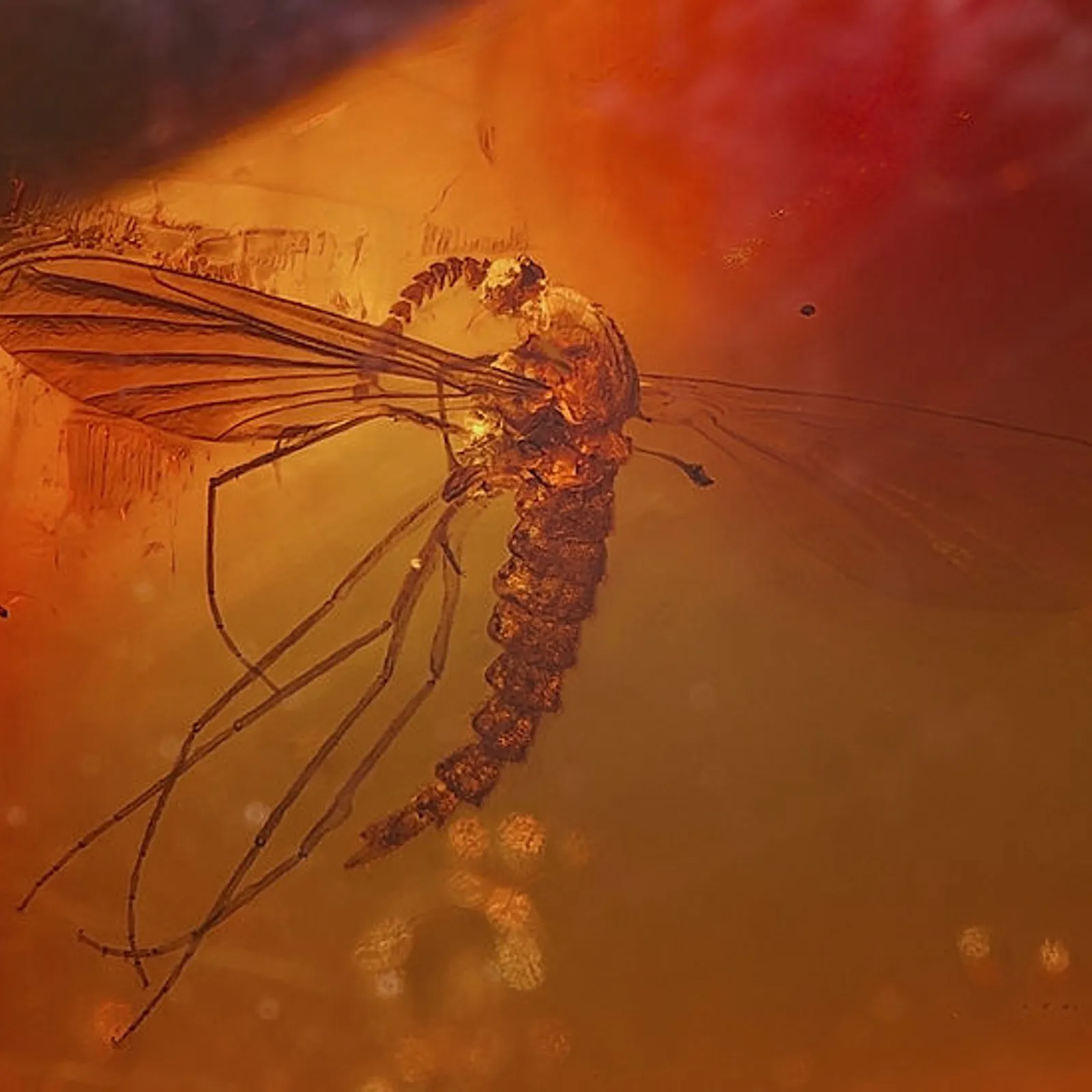 Serait-il possible de créer des dinosaures ? 