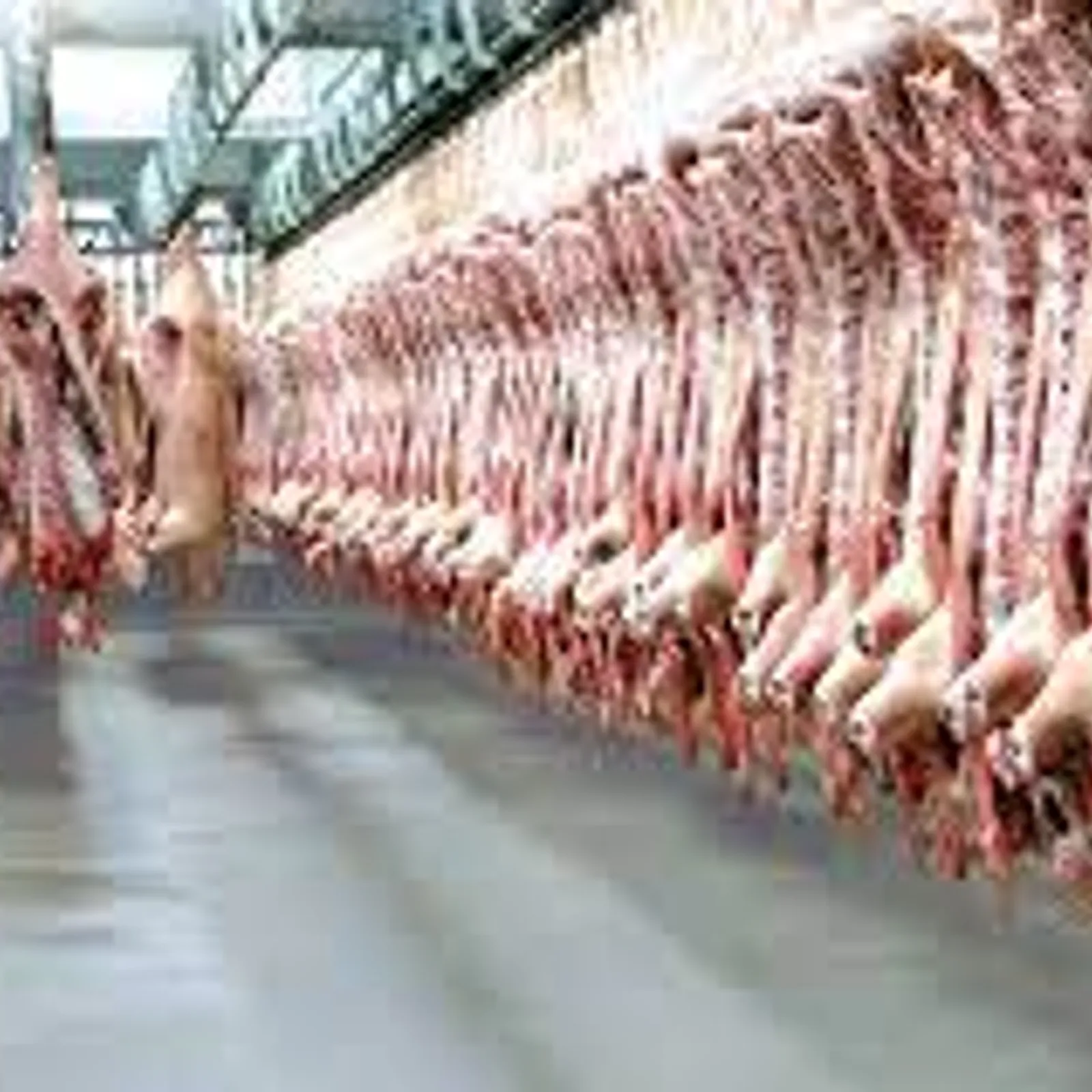 Leur travail, c'est pas leur santé. Episode 3 : A l'abattoir