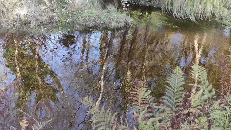 Si riches zones humides