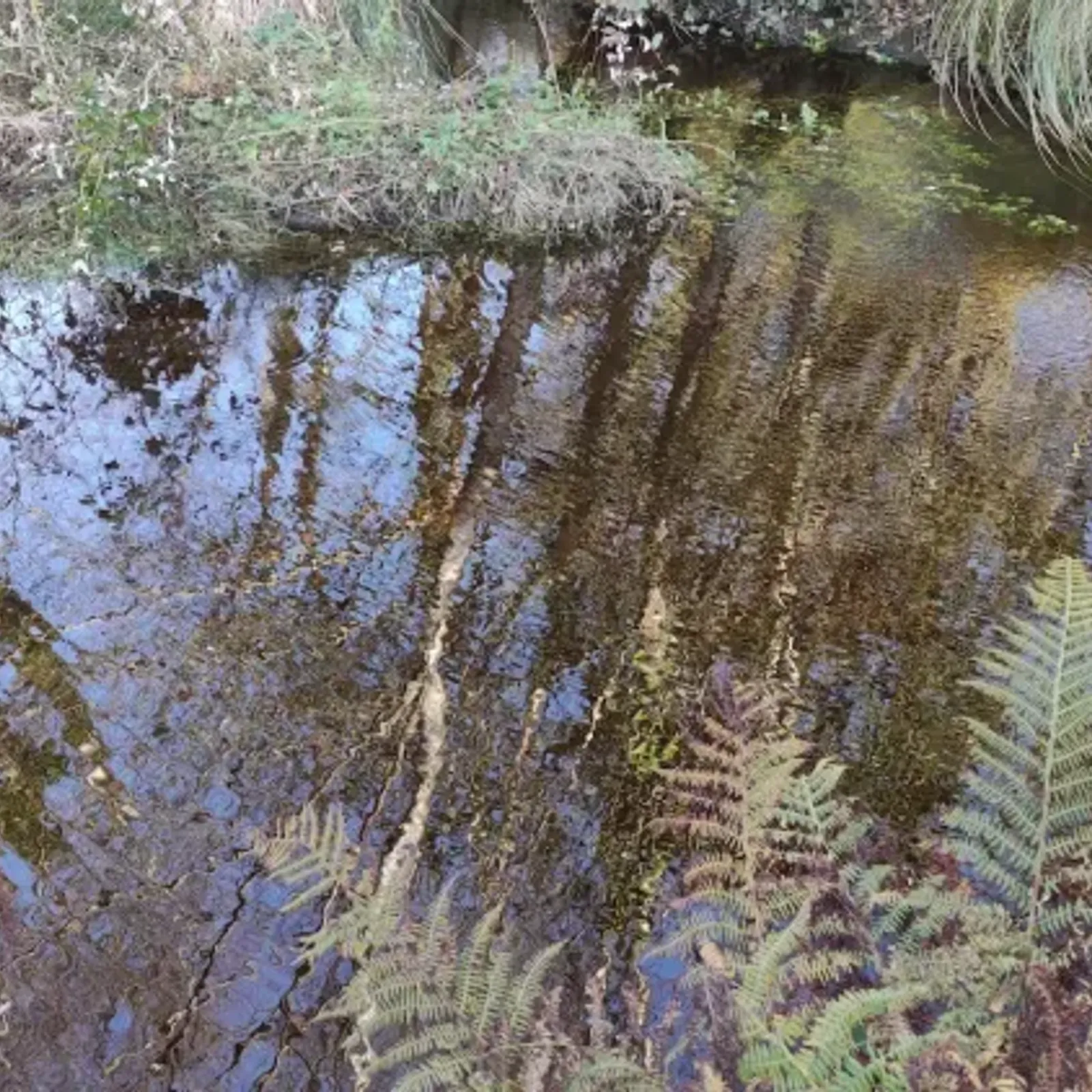 Si riches zones humides