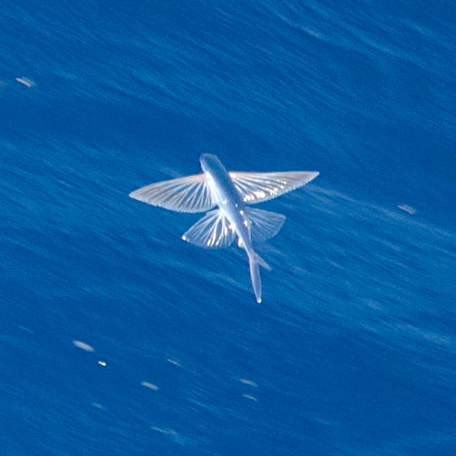 Gouzañv 'ra ar morioù dre levezon mab-den