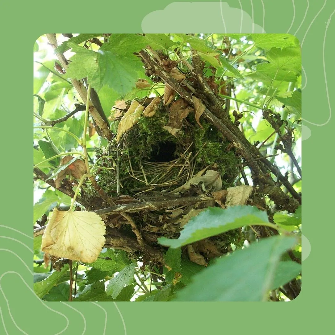 15- Laouenan troc'hanik : emzalc'h