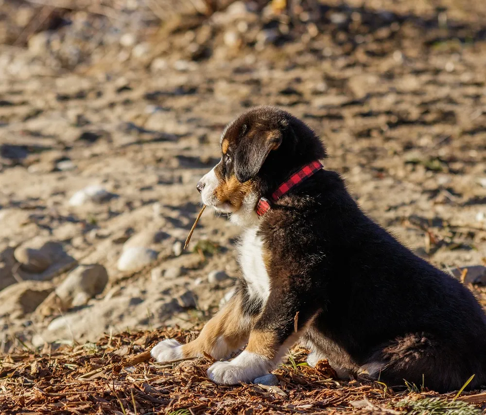 Chevaux et chiens sur la plage