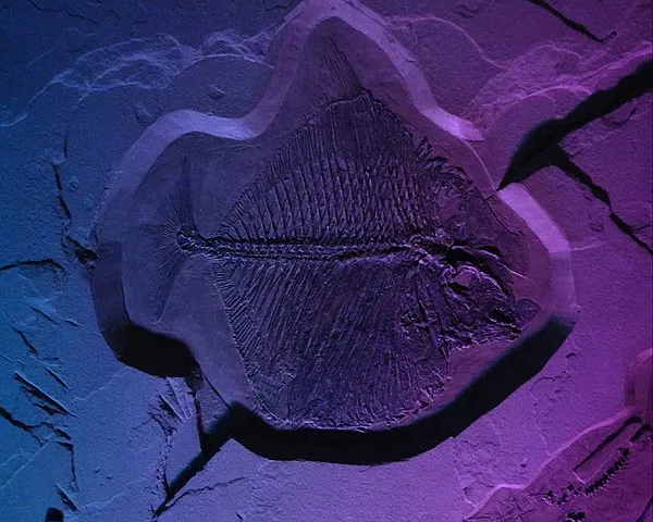 C'est quoi un fossile ? 