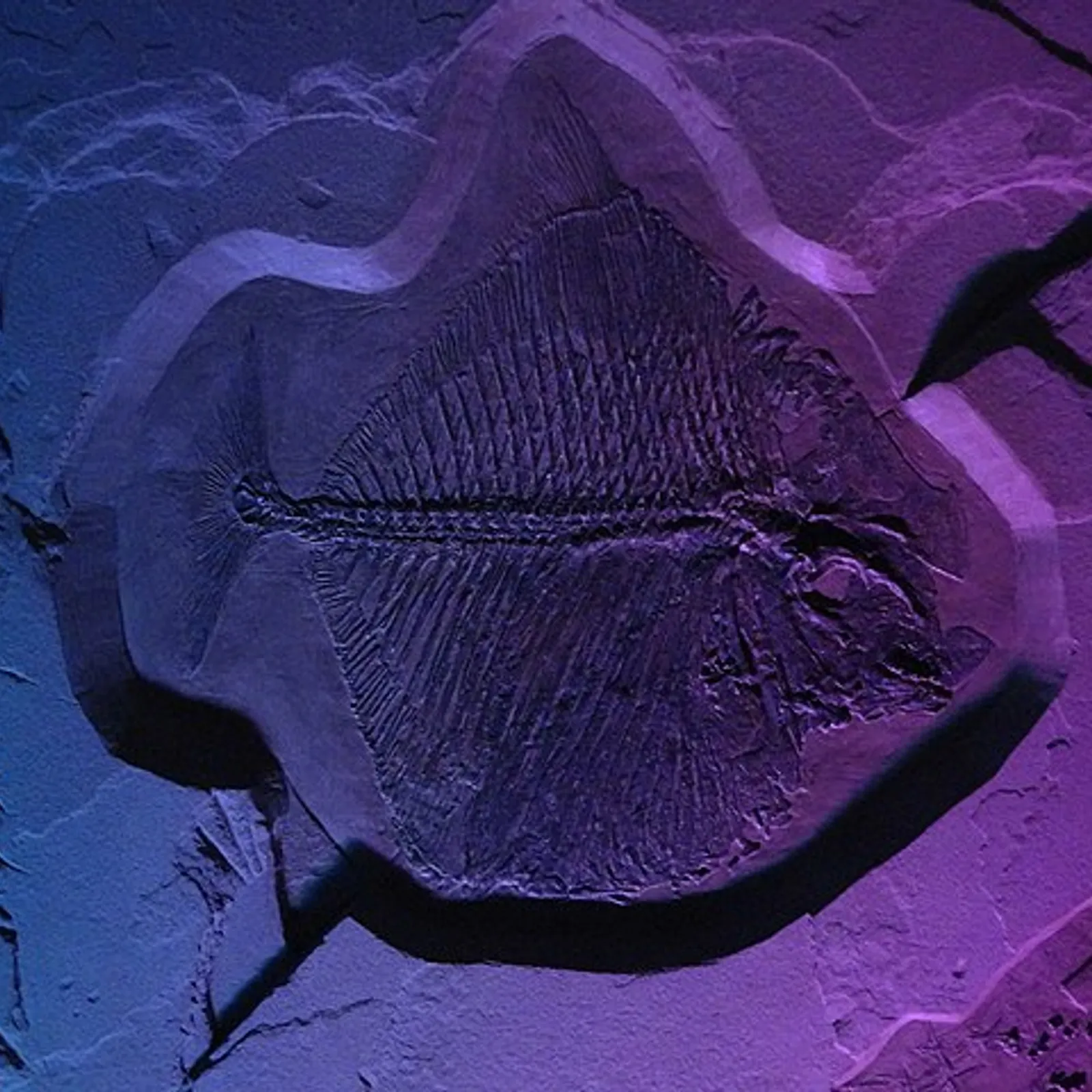 C'est quoi un fossile ? 