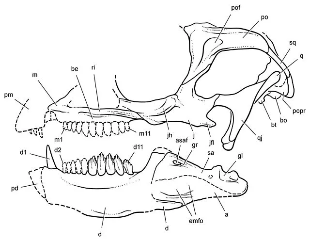 La famille des Heterodontosauridae