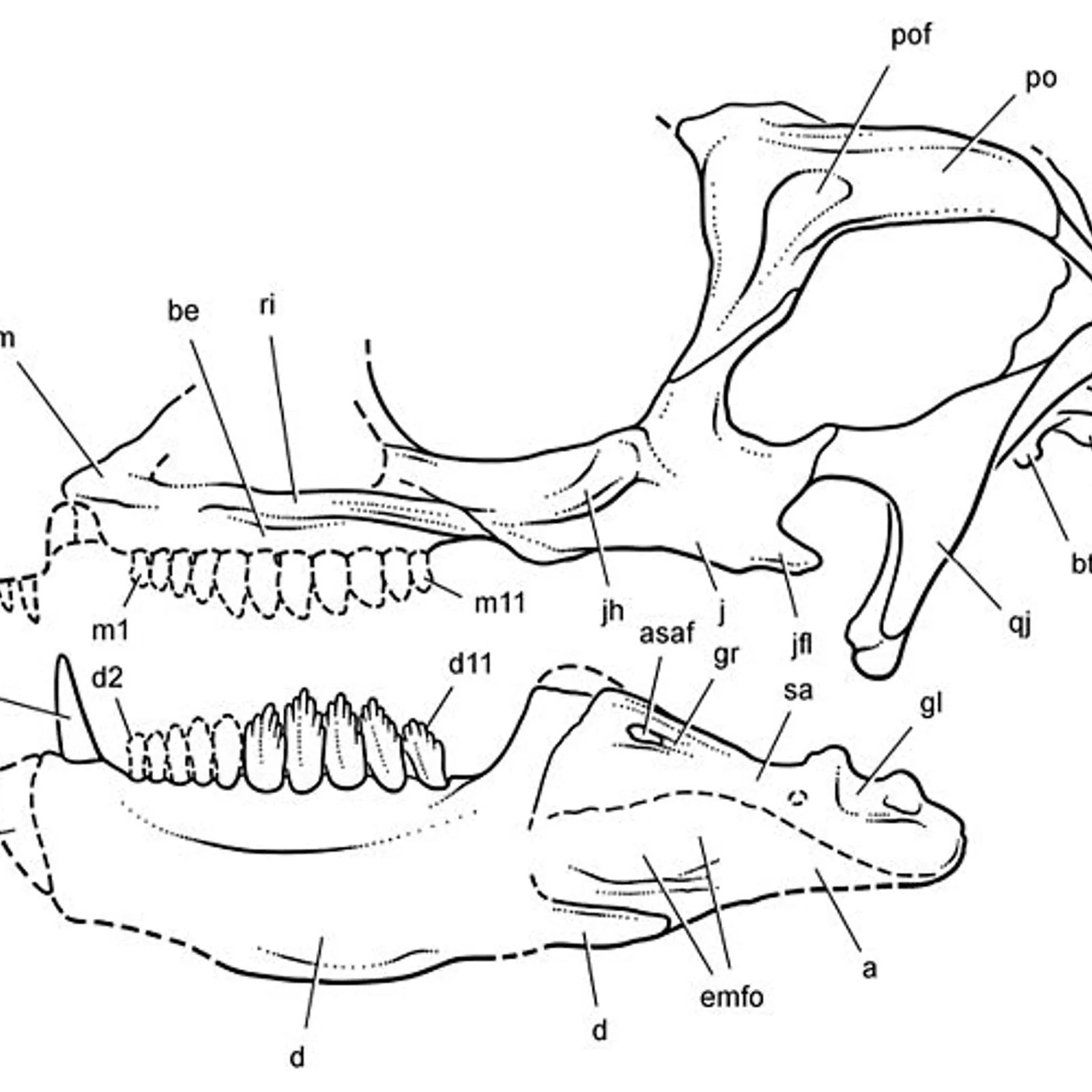 Familh an Heterodontozoridae