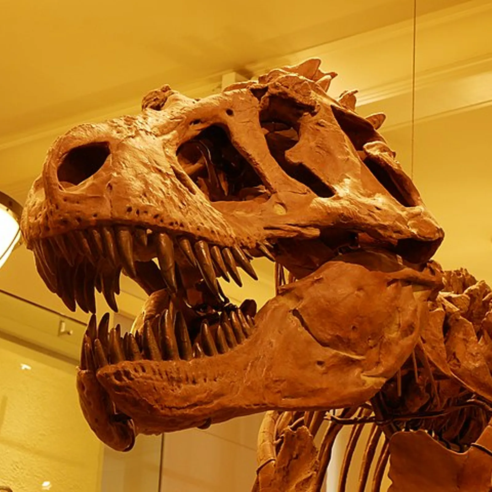 Le Tyrannosaurus Rex (1)