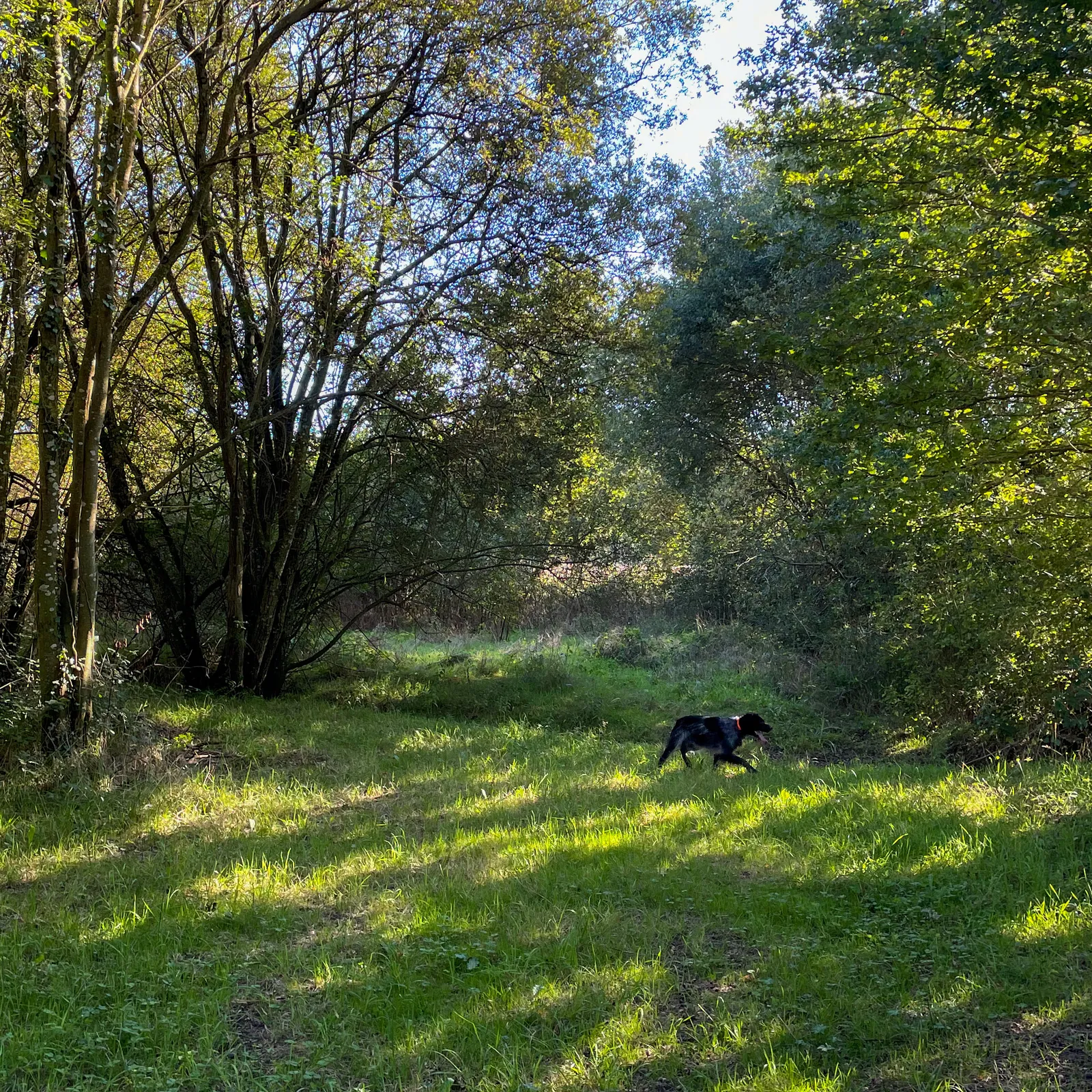 Digoradur hollek ar chase e Breizh