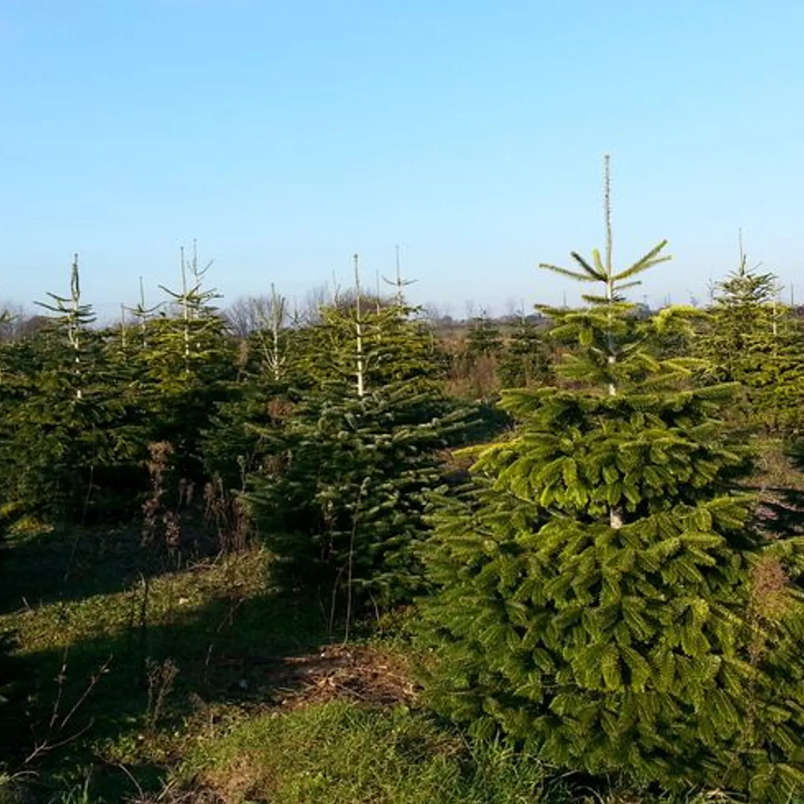 Ar gwez-sapin ha re ar c'hêrioù