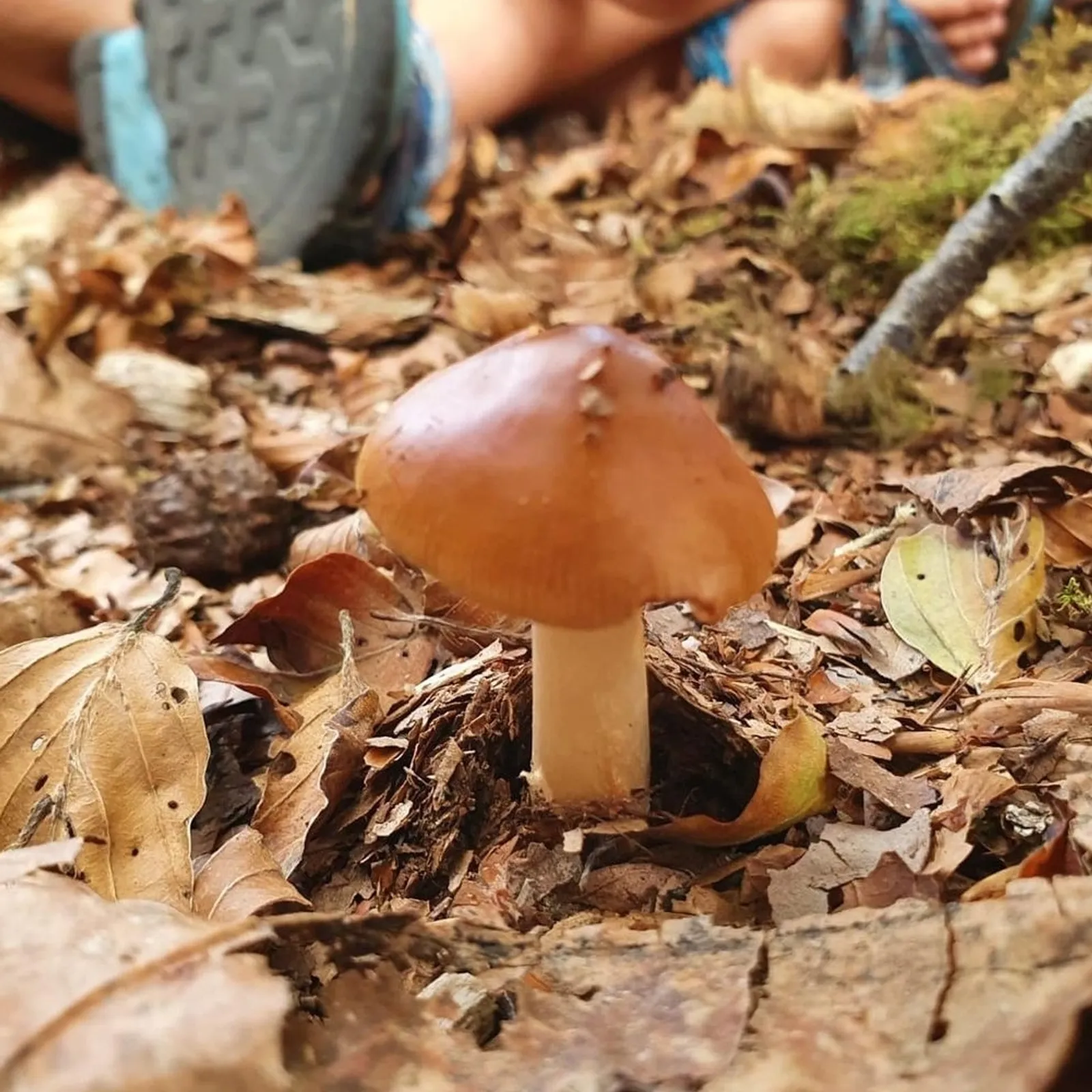 Ti al lamponed a vo didoenn e fin ar vakañsoù