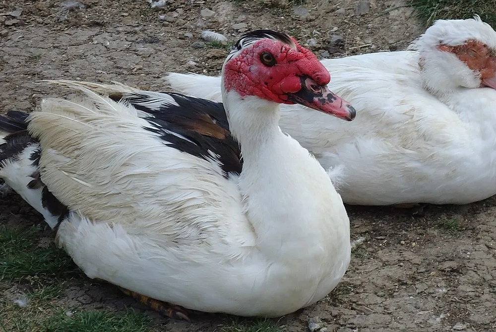 Grippe aviaire, les éleveurs en difficulté