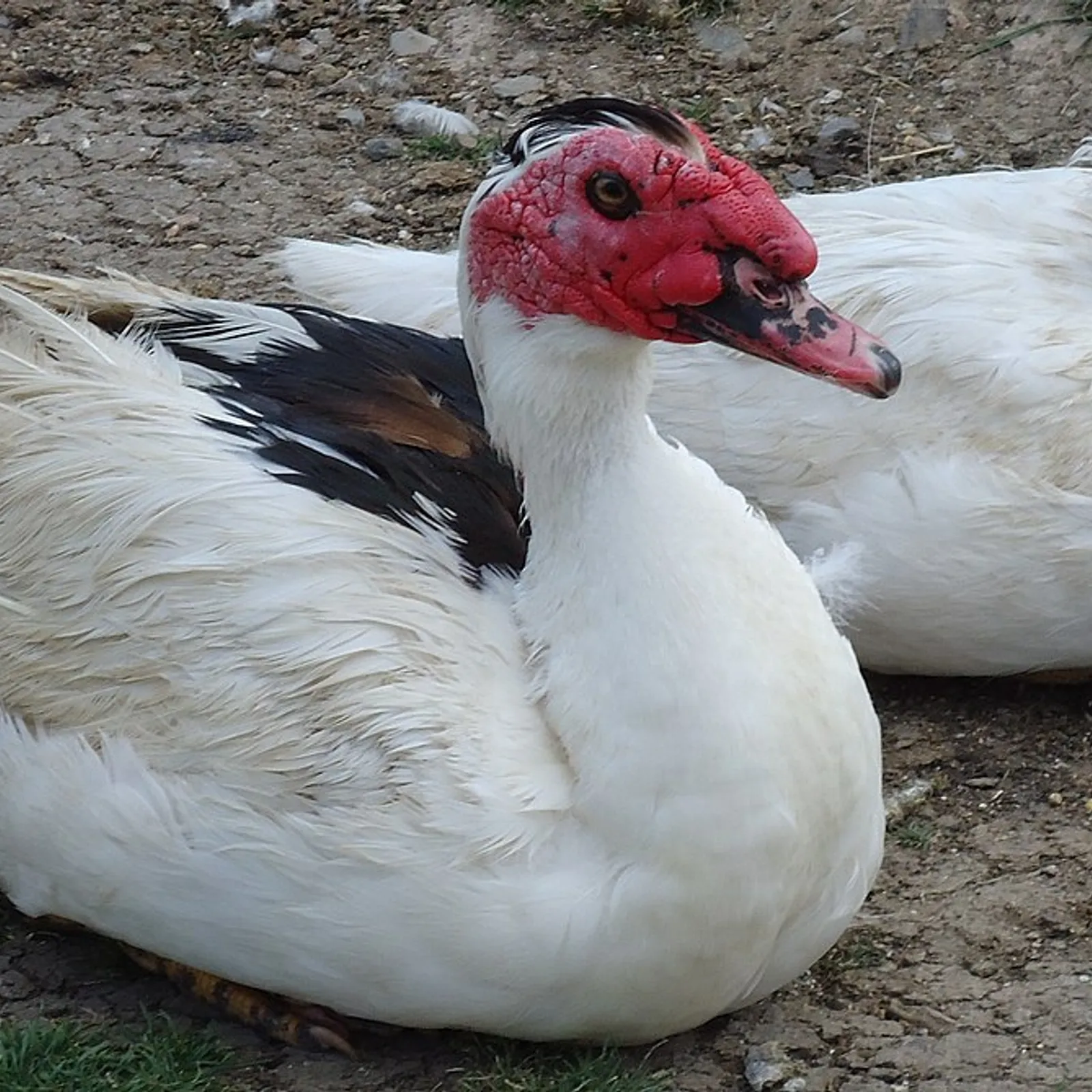 Grippe aviaire, les éleveurs en difficulté