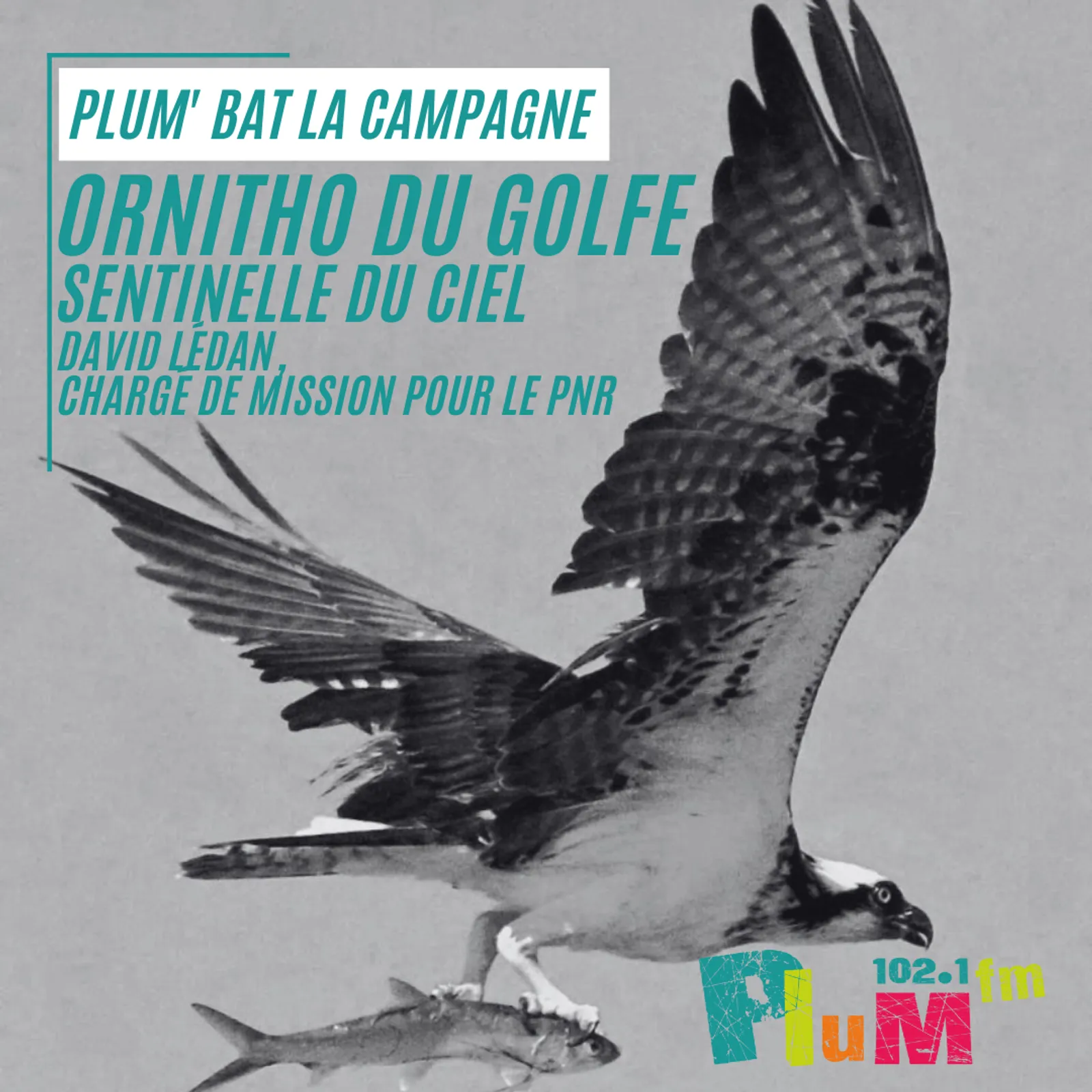 Plum'bat la campagne : Ornitho sur le Golfe du Morbihan, sentinelle du ciel