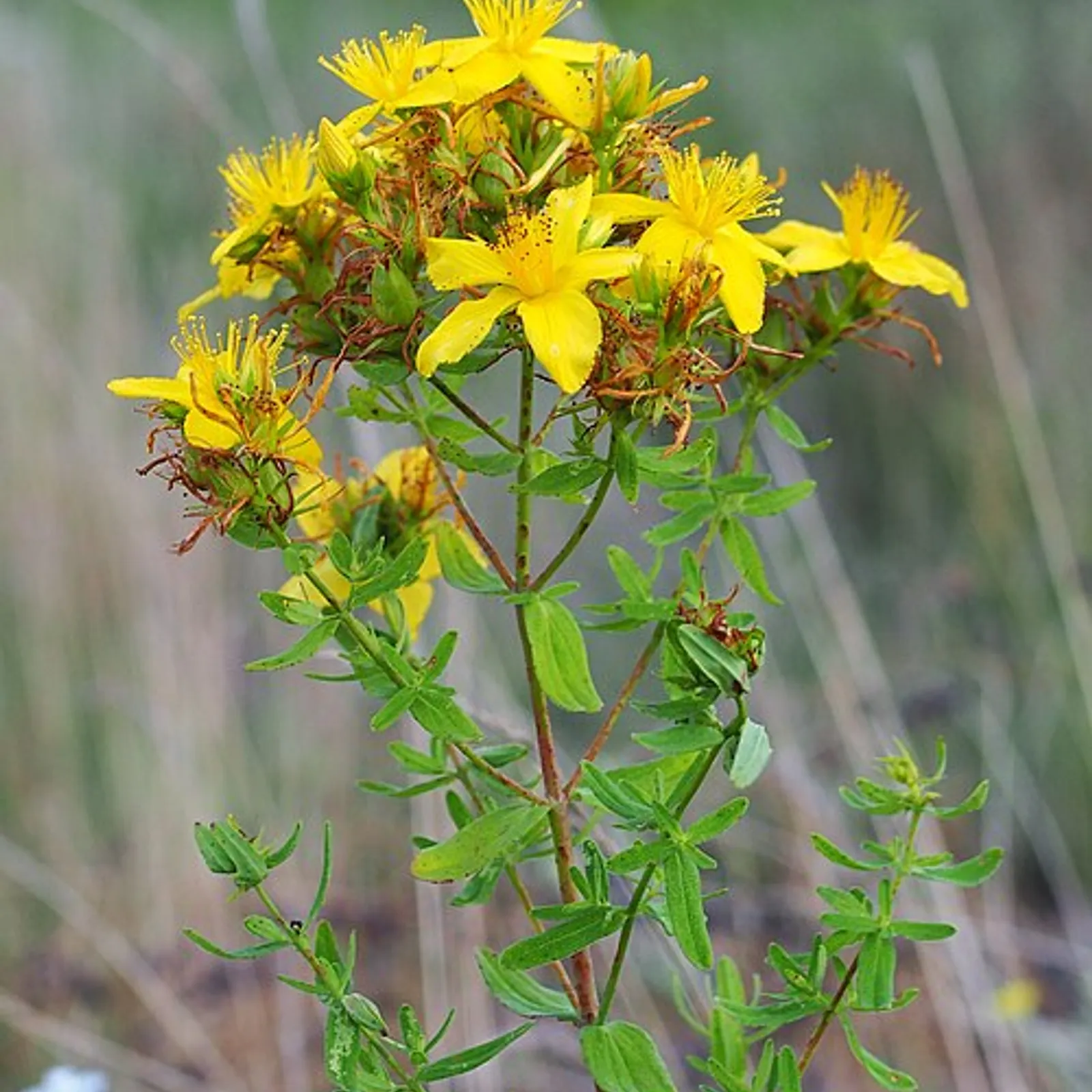  Millepertuis perforé