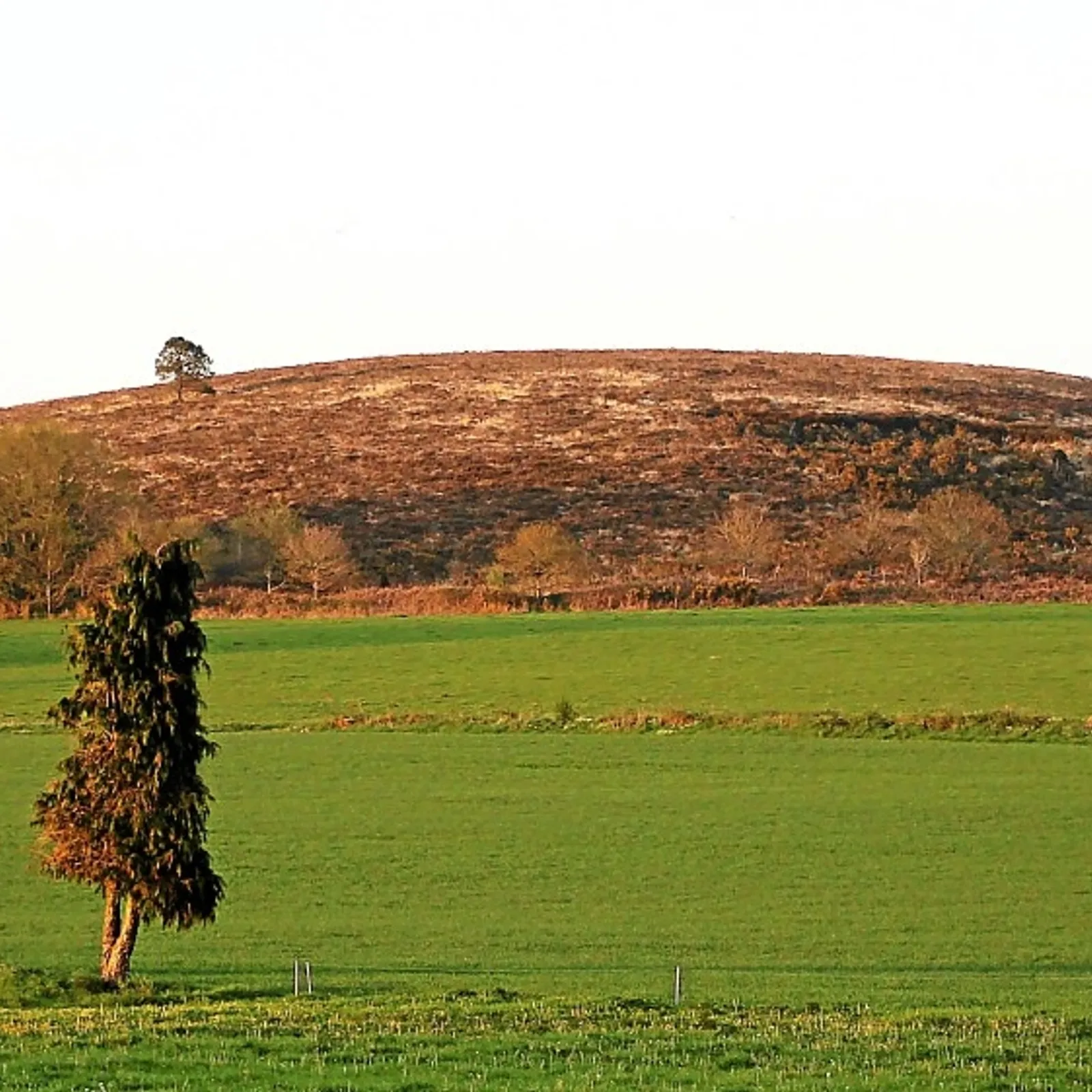 La tourbière de Langonnet