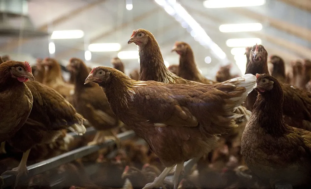 Grippe aviaire en Côtes d'Armor, épisode 01 :  la DDPP en charge du volet sanitaire