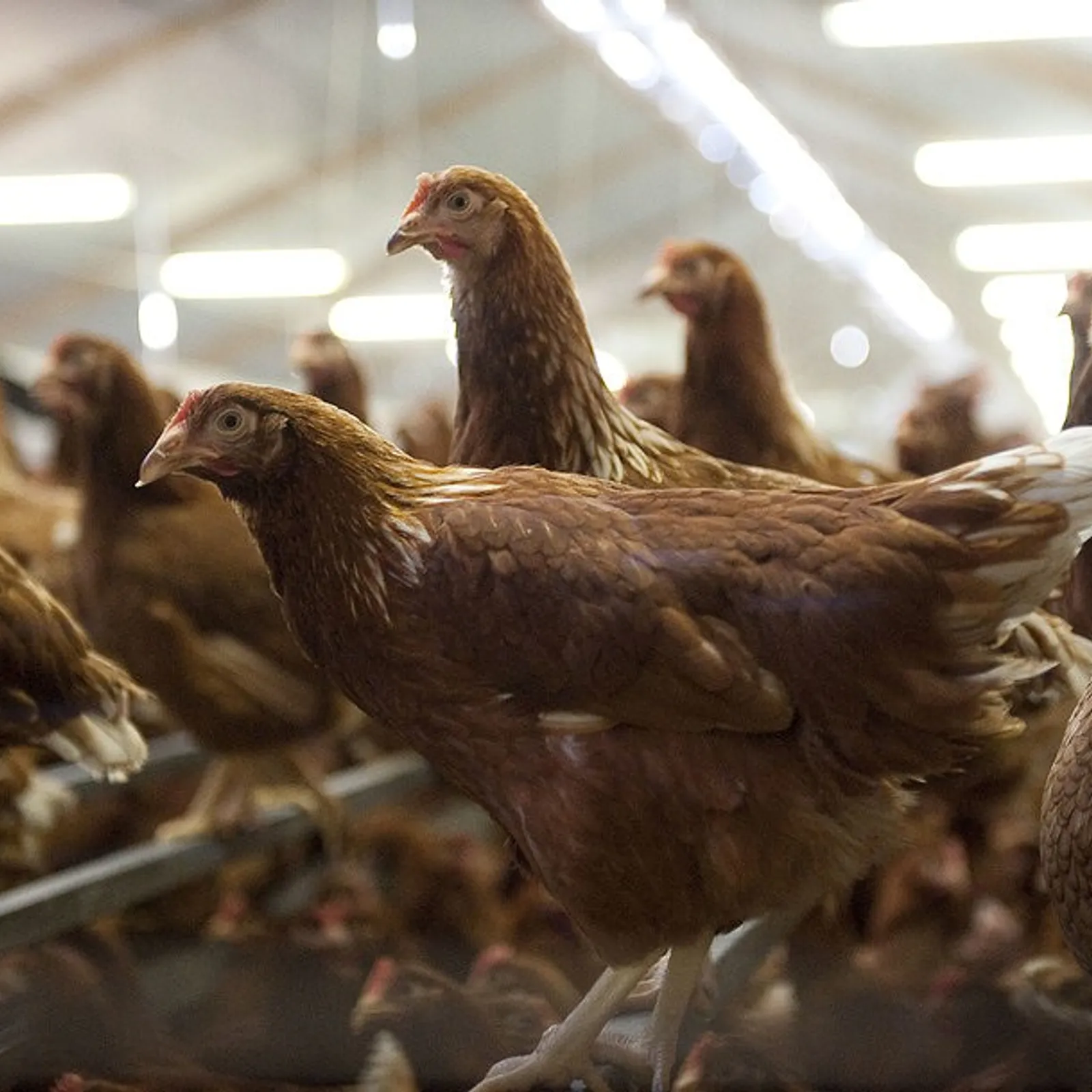 Grippe aviaire en Côtes d'Armor, épisode 01 :  la DDPP en charge du volet sanitaire