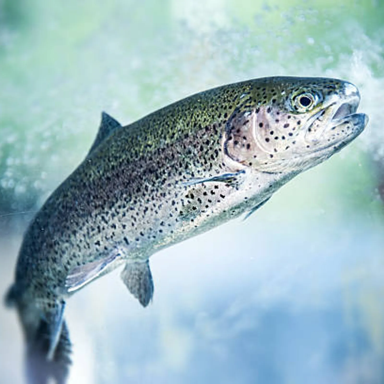 Ar pont, ar dluzhed hag an amann