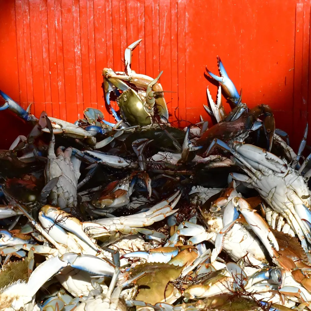 Le LAB U #75 Une recherche anthropologique sur la perception des espèces envahissantes