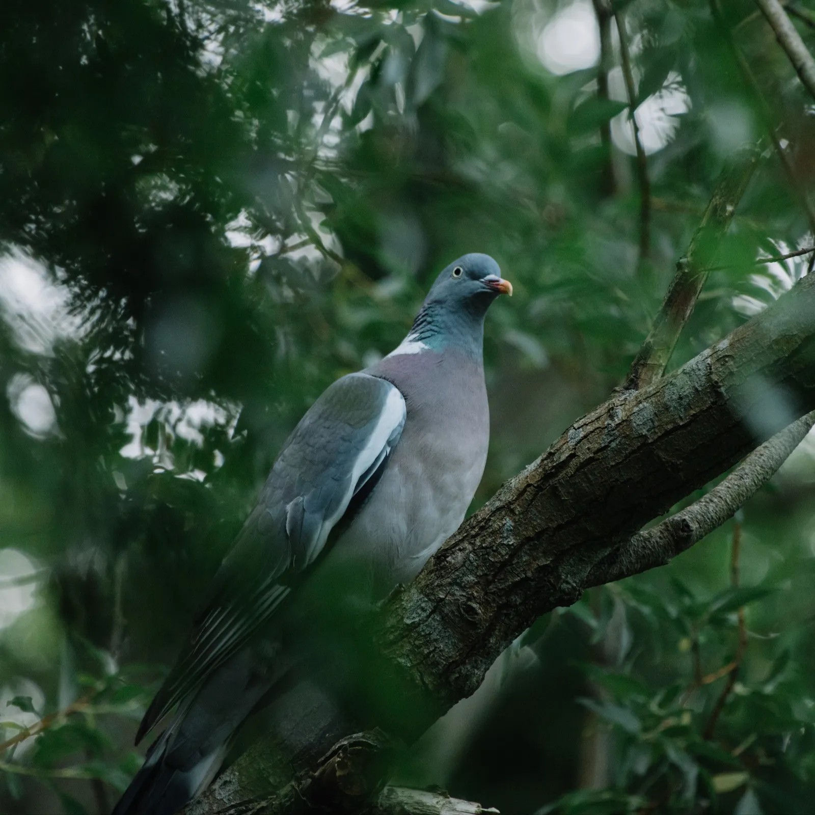 Deskiñ deus al laboused e brezhoneg !