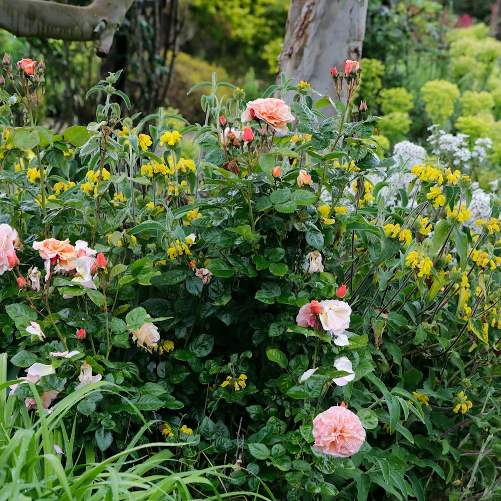 Les jardins de Yann-Fulup Dupuy (1)
