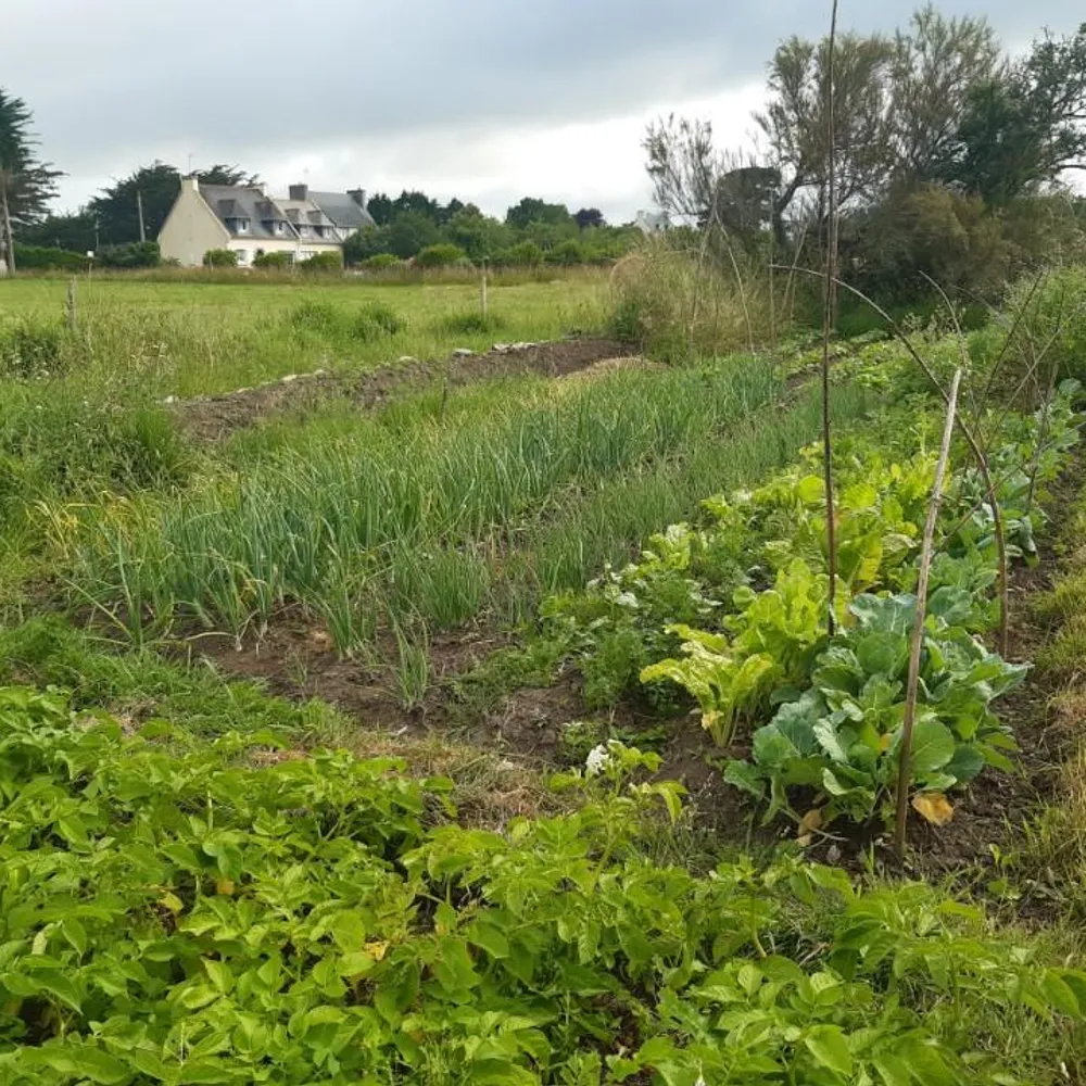 Le potager de Youenn Gloaguen (1)